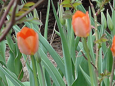 Tulip (Tulipa 'Temple of Beauty')