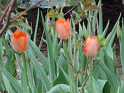 Tulip (Tulipa 'Temple of Beauty')