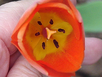 Tulip (Tulipa 'Temple of Beauty')