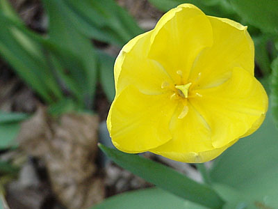 Tulip (Tulipa 'Big Smile')