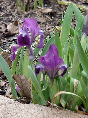 Dwarf Iris (Iris pumila)