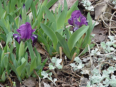 Dwarf Iris (Iris pumila) and Wormwood (Artemesia __________)