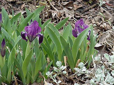 Dwarf Iris (Iris pumila) and Wormwood (Artemesia __________)