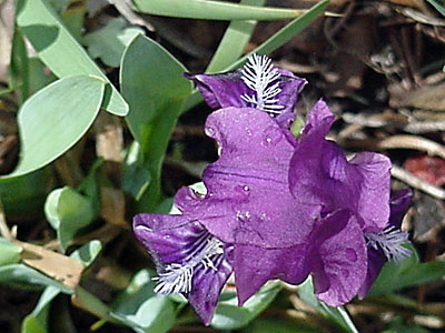 Dwarf Iris (Iris pumila)