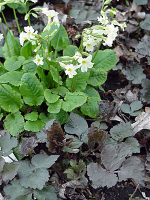 Primrose (Primula __________) and Japanese Parsley (Cryptotaenia japonica 'Atropurpurea')