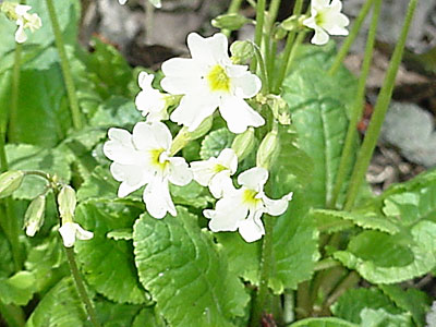 Primrose (Primula __________)