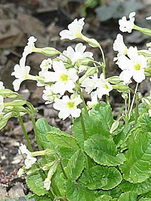 Primrose (Primula __________)