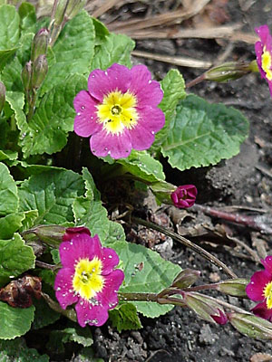 Primrose (Primula __________)