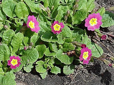 Primrose (Primula __________)