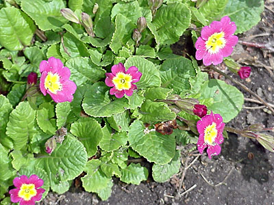 Primrose (Primula __________)