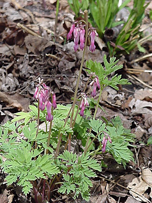 Fern-Leaf Bleeding Heart (Dicentra exima)