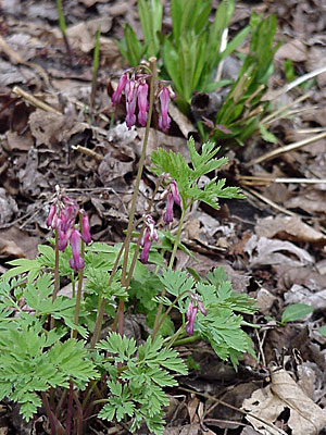 Fern-Leaf Bleeding Heart (Dicentra exima)