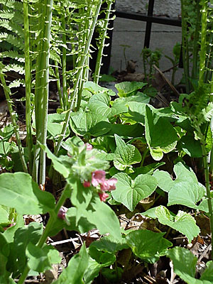 Lungwort (Pulmonaria _________), Canada Violet (Viola canadensis), and Ostrich Fern (Matteuccia struthiopteris)