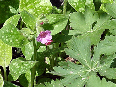 Lungwort (Pulmonaria _________) and Cranesbill (Geranium _________)