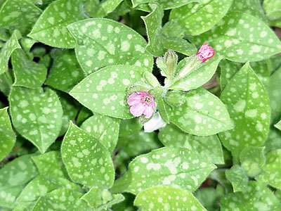 Lungwort (Pulmonaria _________)