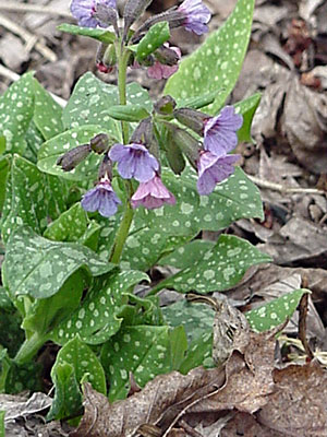 Lungwort (Pulmonaria _________)