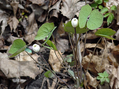 Twinleaf (Jeffersonia diphylla)