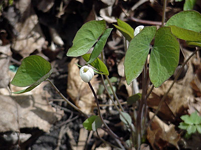 Twinleaf (Jeffersonia diphylla)