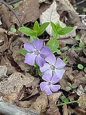 Periwinkle (Vinca minor '?')