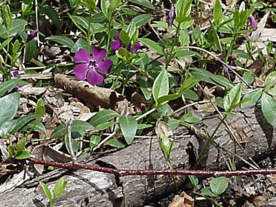 Periwinkle (Vinca minor '?')