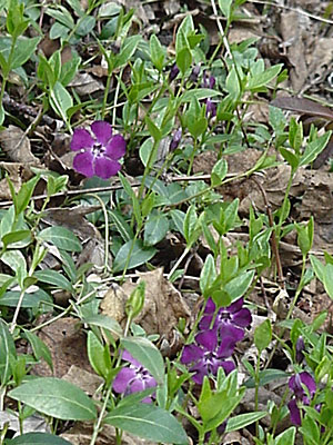 Periwinkle (Vinca minor '?')