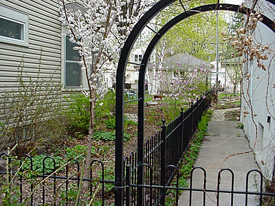 View of side yard with blooming Apricot (Prunus armeniaca mandshurica 'Sungold') and  Magnolia (Magnolia kobus var. loebneri 'Leonard Messel'