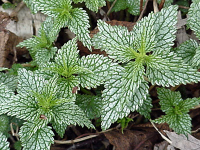 False Lamium / Dead Nettle (Lamiastrum galeobdolon 'Herman's Pride')