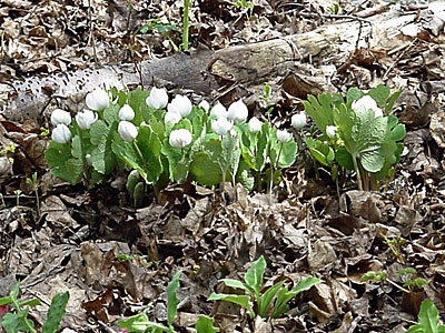 Double Bloodroot (Sanguinaria canadensis forma multiplex)