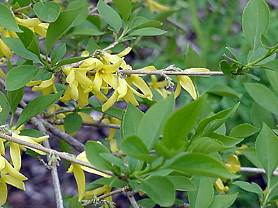 Forsythia (Forsythia europaea or Forsythia ovata or Forsythia europaea x Forsythia ovata, 'Meadowlark' or 'Northern Sun'?)