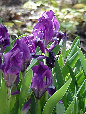 Dwarf Iris (Iris pumila)