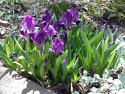 Dwarf Iris (Iris pumila)