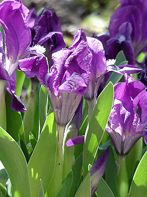 Dwarf Iris (Iris pumila)