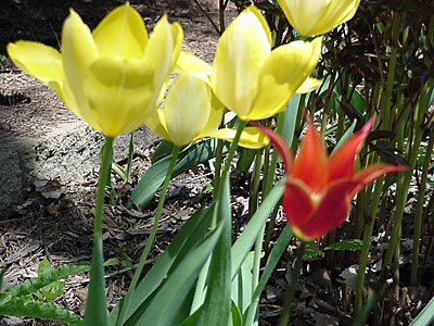 Tulip (Tulipa 'Big Smile') and Tulip (Tulipa 'Ballerina')