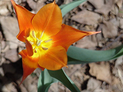 Tulip (Tulipa 'Ballerina')