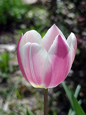 Tulip (Tulipa '?')