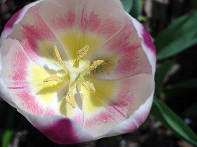 Tulip (Tulipa '?')