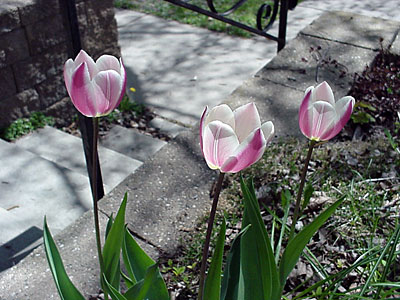 Tulip (Tulipa '?')