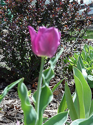 Tulip (Tulipa 'Passionale')