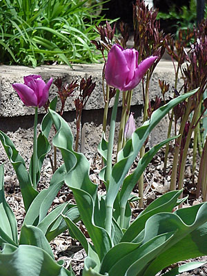 Tulip (Tulipa 'Passionale')