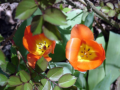 Tulip (Tulipa 'Temple of Beauty') and Rose (Rosa 'Champlain')