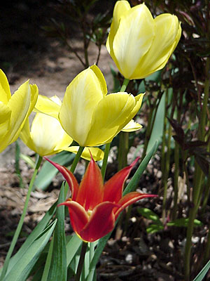 Tulip (Tulipa 'Ballerina') and Tulip (Tulipa 'Big Smile')