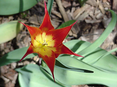 Tulip (Tulipa 'Ballerina')