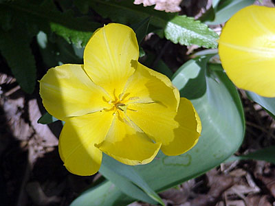 Tulip (Tulipa 'Big Smile')