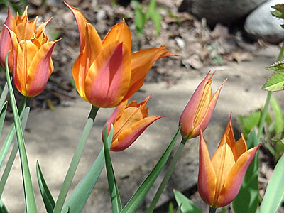 Tulip (Tulipa 'Ballerina')