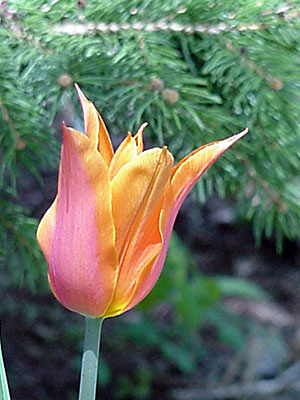 Tulip (Tulipa 'Ballerina')