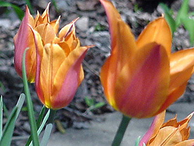 Tulip (Tulipa 'Ballerina')