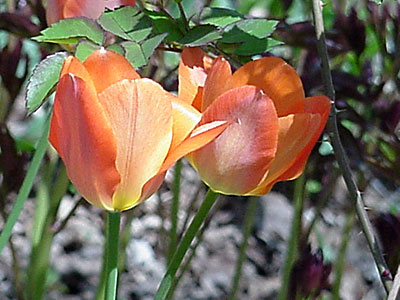 Tulip (Tulipa 'Temple of Beauty') and Rose (Rosa 'Champlain')