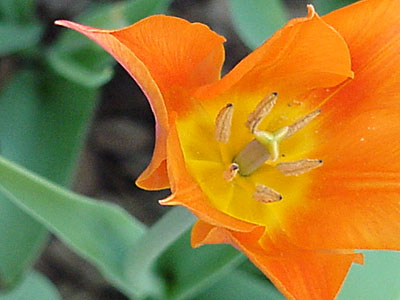 Tulip (Tulipa 'Ballerina')