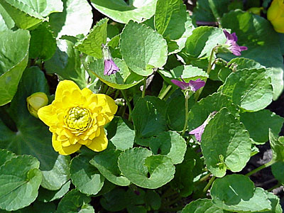 Double Marsh Marigold (Caltha palustris 'Multiplex') and Violet (Viola _____)