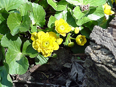 Double Marsh Marigold (Caltha palustris 'Multiplex')